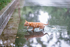 琴子欧尼采集到Photography and cats