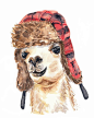Title: Trapper Llama  George decided to visit Toronto during one of the worst winters in decades. His spiffy new trapper hat lets him blend in: 