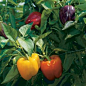 If rainbow colors are your thing, plant some bell peppers. You can get a color burst of peppers from one variety. Islander is a chameleon, turning green, yellow, purple, orange, and red.Click To Enlarge