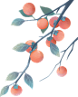 绿色水果插画手绘柿子水墨节气橙色彩色清新图片