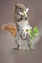 (via 500px / Squirrel and flower by Andre Villeneuve)