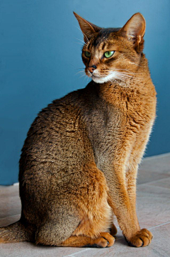 三楼半采集到尤物 —— Abyssinian 阿比西尼亚猫