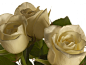 淡雅的白玫瑰图片