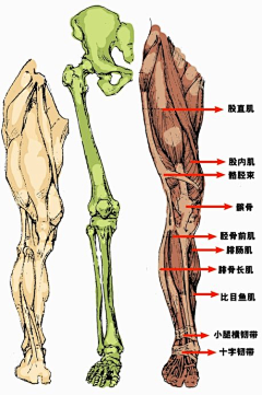 zifudao采集到人体 结构