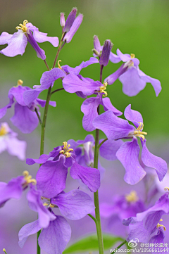 pancy空蕩蕩采集到花影扶疏