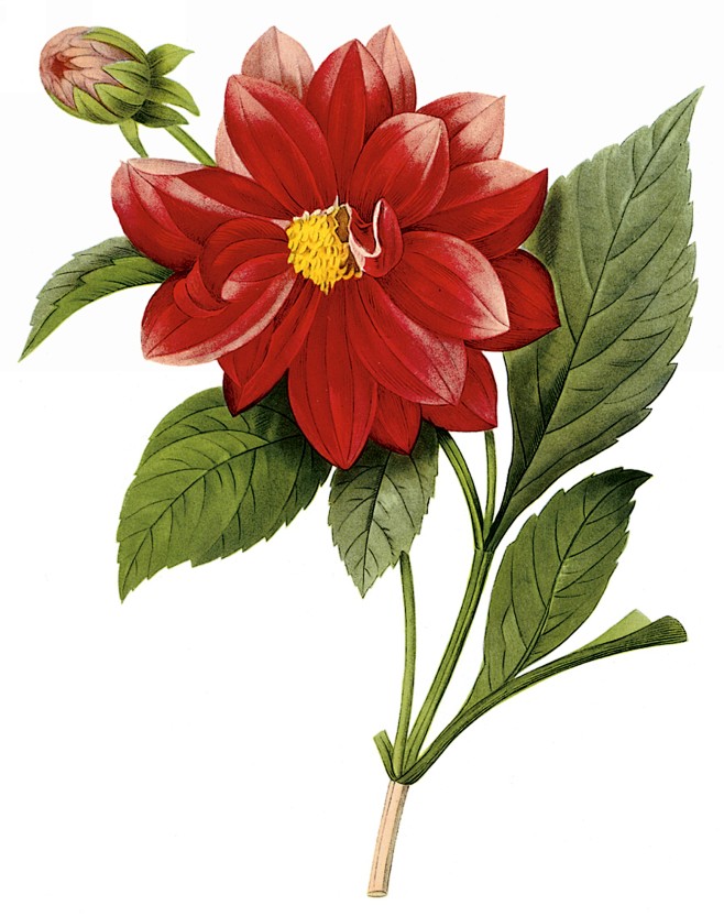 国外手绘植物花朵大全图片_1739x22...