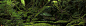 森林,原始森林,茂密森林,茂盛,绿色,化妆品,海报banner,大气图库,png图片,网,图片素材,背景素材,3726265@飞天胖虎