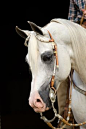 Kordelas - Polish Arabian stallion