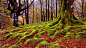 Mossy Forest Wallpaper | Wallpaper Studio 10 | Tens of thousands HD and UltraHD wallpapers for Android, Windows and Xbox : Beautiful fall forest with mossy roots. This wallpaper is about Moss, Grove, Wilderness, Woody plant, Deciduous, Autumn.