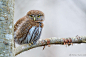 北美鸺鹠 Glaucidium californicum 鸮形目 鸱鸮科 鸺鹠属
Pygmy Owl by Brian Hunt on 500px