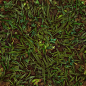 Grass14.png (1024×1024)