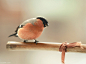 Beautiful Bird Photography
