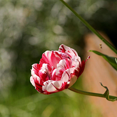 sharon青葙采集到郁金香tulips