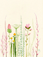 Pretty garden watercolour. 