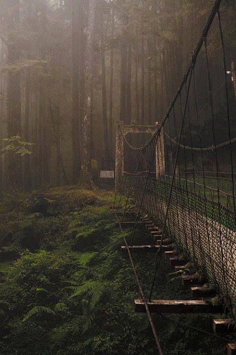 Forest bridge, japan