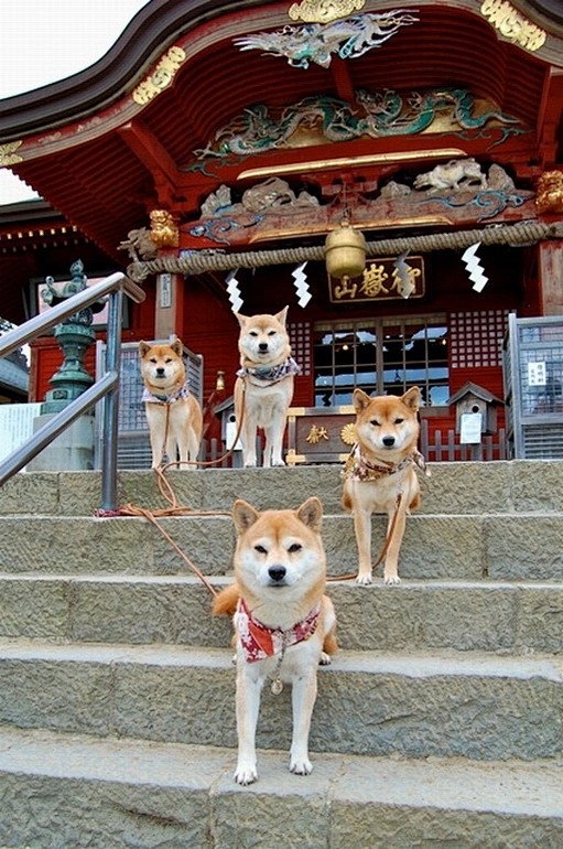 【日本】神社的廟犬
