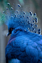 victoria crowned pigeon