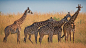 长颈鹿 南非长颈鹿 津巴布韦1569854
giraffes by Libor Ploček on 500px