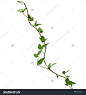 绿色的常春藤植物近距离孤立在白色背景上-物体,自然-海洛创意(HelloRF)-Shutterstock中国独家合作伙伴-正版素材在线交易平台-站酷旗下品牌