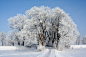 tree-nature-branch-snow-cold-winter-frost-ice-weather-season-crown-trees-aesthetic-blizzard-winter-forest-freezing-snow-landscape-winter-storm-915236.jpg (2496×1664)