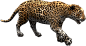 大猫 豹子图片美洲豹素材PNG模板