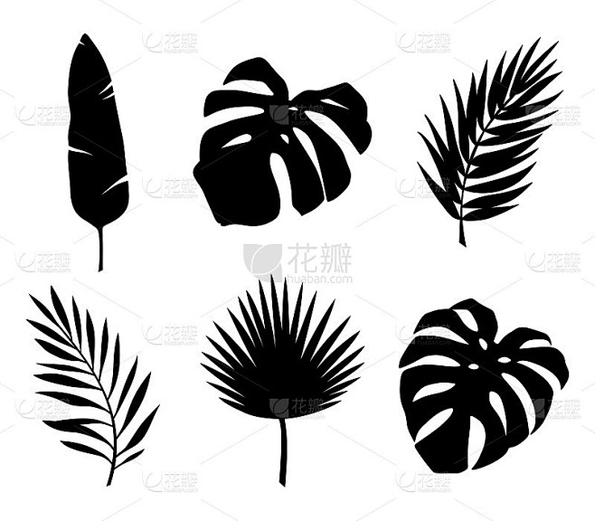 一组热带树叶。向量黑色剪影。