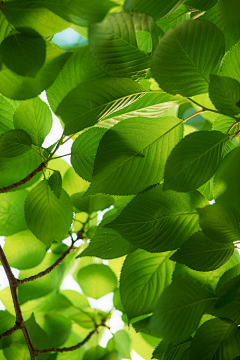 pancy空蕩蕩采集到花影扶疏