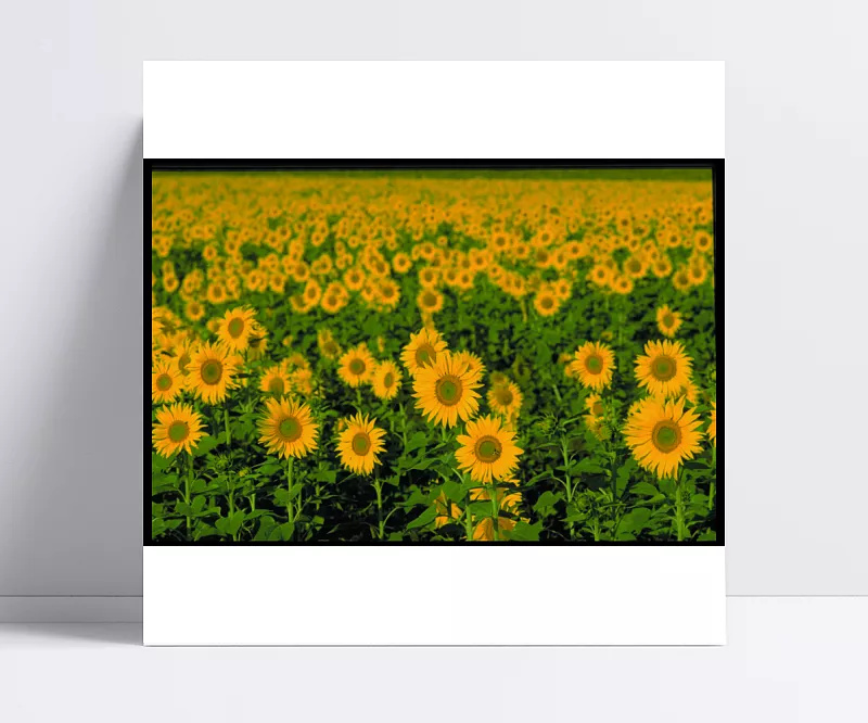 ad55fc18f95565bcd700aea55364667786164cafb40e-WSZMEP