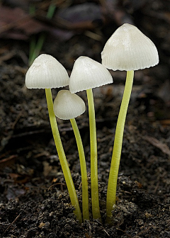 走马过汴梁采集到万物生の植物