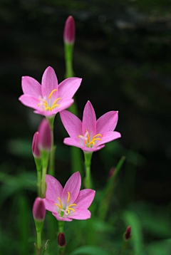 遥知梅香采集到那些花 儿