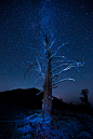 Bristlecone Pine Under The Stars by howardignatius on Flickr.