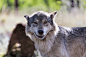 全部尺寸 | Wolf's smile | Flickr - 相片分享！