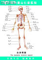 [医疗人体科室挂图-全身骨骼]