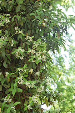 枫林青采集到杭州植物