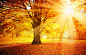 秋季透过森林的阳光美景高清摄影图片