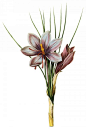 国外手绘植物花朵大全图片 
尺寸：1463x2200 
图片编号：11104-299054
