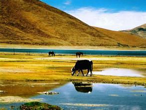 暑期到西藏旅游【完美西藏】拉萨、羊湖、日...