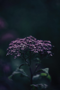 森林中采集到Photo.Purple