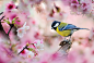 ～ Green-backed Tit ～ by FuYi Chen on 500px