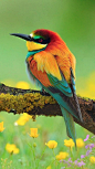 Bee Eater