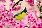 Formosan Yellow Tit and Cherry Blossoms by Sue Hsu on 500px
