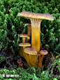 Craterellus Tubaeformis is an edible fungus, also known as Yellowfoot, Winter Mushroom, or Funnel Chanterelle