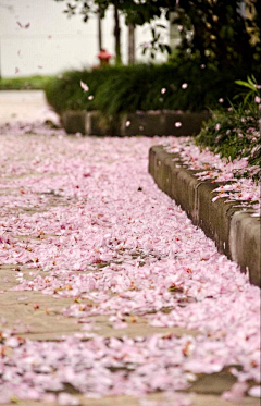 朝花夕露采集到散入清风