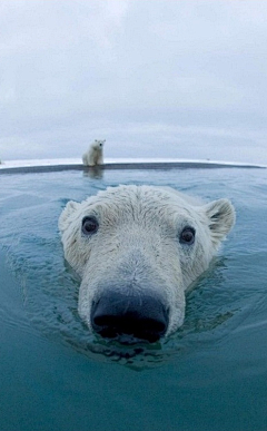 澍溪大当家采集到polar bear