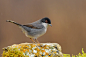 黑头林莺 Sylvia melanocephala 雀形目 莺科 林莺属
Sardinian Warbler in the rock by Lorenzo Magnolfi on 500px