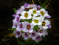 香雪球 Lobularia maritima 十字花科 香雪球属 
Susan Chan在500px上的自然艺术233 _植物采下来 #率叶插件，让花瓣网更好用#