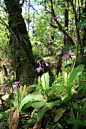 Calanthe alpina 流苏虾脊兰
科中文名 兰科  
科拉丁名 Orchidaceae  
属中文名 虾脊兰属  
属拉丁名 Calanthe  
种中文名 流苏虾脊兰  
种拉丁名 Calanthe fimbriata Franch.    
生境 生境: 河边石上, 林中, 山谷林下阴湿地, 山坡, 山坡阔叶林中, 山坡冷杉林中, 山坡林中, 山坡阴湿地, 山坡针叶林中 , 松林中沟边  
低海拔 1000  
高海拔 3500  
中国特有
西南省分布 云南