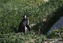 Guozhouuu采集到在南非亲近美丽小企鹅, 