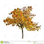 isolated fall trees - Google Search: 