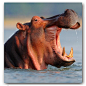 【动物世界】河马（Hippopotamus <wbr>amphibius）01